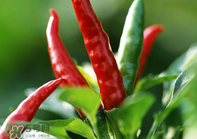 新鮮辣椒怎么保存？新鮮辣椒怎么保存更久？