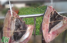 新鮮魚怎么腌制咸魚塊？咸魚塊怎么腌制