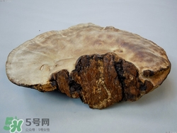 靈芝可以長(zhǎng)期服用嗎?靈芝長(zhǎng)期吃有副作用嗎 靈芝可以長(zhǎng)期服用嗎?靈芝長(zhǎng)期吃有副作用嗎