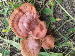 靈芝可以吃下去嗎?靈芝吃了有什么危害 靈芝可以吃下去嗎?靈芝吃了有什么危害