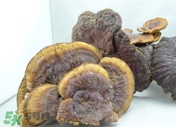 靈芝可以吃下去嗎?靈芝吃了有什么危害 靈芝可以吃下去嗎?靈芝吃了有什么危害