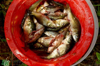 腌魚用什么容器？腌魚用什么裝？