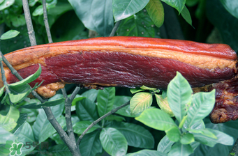 腌肉有亞硝酸鹽嗎？腌肉多久亞硝酸鹽最低？