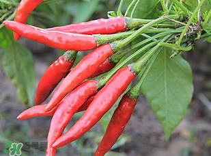 辣椒變紅能吃嗎？辣椒為什么會(huì)變紅？