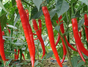 辣椒變紅能吃嗎？辣椒為什么會(huì)變紅？