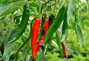 辣椒變軟了還能吃嗎？辣椒變軟了怎么辦？