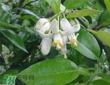 柚子葉洗澡有什么用?柚子葉的功效與作用 柚子葉洗澡有什么用?柚子葉的功效與作用