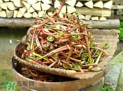 薇菜是什么菜?吃薇菜的功效與作用 薇菜是什么菜?吃薇菜的功效與作用