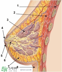 怎么減肥胸部不會變??？減肥不減胸的最好辦法