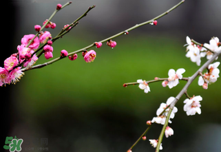 2017年立春是幾月幾號？2017年什么時候立春？