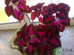 紫蘇葉可以泡腳嗎?蘇子葉泡酒有什么功效 紫蘇葉可以泡腳嗎?蘇子葉泡酒有什么功效