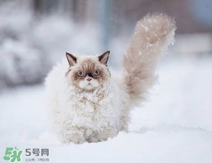 2017年什么時(shí)候最冷？2017年最冷的是哪幾天？