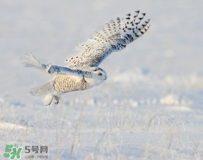 2017年三九四九是什么時候？2017年四九是哪天？