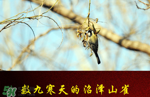 2017年三九四九是什么時候？2017年四九是哪天？