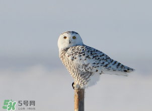 2017年三九四九是什么時候？2017年四九是哪天？