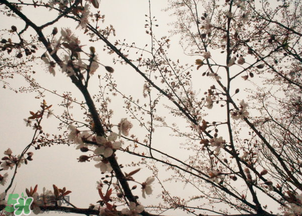 六九是幾號(hào)？2017年六九是哪天？