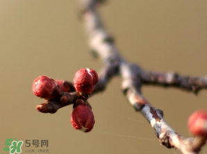 六九是幾號(hào)？2017年六九是哪天？