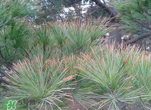 六九是幾號(hào)？2017年六九是哪天？