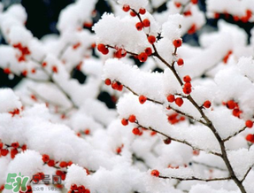 數(shù)九天什么時(shí)候最冷？數(shù)九天幾九最冷？