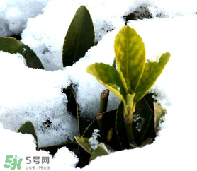 小寒是幾九？2017年小寒是幾九？