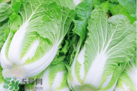 2017過年白菜會漲價嗎？2017年春節(jié)白菜價格預(yù)測