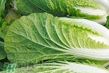 2017過年白菜會漲價嗎？2017年春節(jié)白菜價格預(yù)測