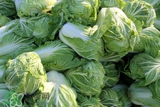 2017過年白菜會漲價嗎？2017年春節(jié)白菜價格預(yù)測