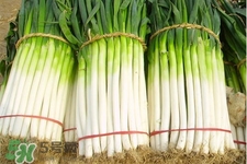 2017過年大蔥會(huì)漲價(jià)嗎？2017年春節(jié)大蔥價(jià)格預(yù)測(cè)