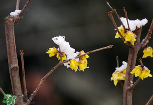 七九是哪一天？2017年七九是哪天？