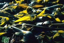 痛風可以吃海帶嗎?痛風吃海帶好嗎 痛風可以吃海帶嗎?痛風吃海帶好嗎