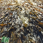 海帶選什么樣的好?怎么挑選海帶 海帶選什么樣的好?怎么挑選海帶