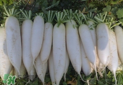 白蘿卜發(fā)黑能吃嗎?白蘿卜的心變黑怎么回事 白蘿卜發(fā)黑能吃嗎?白蘿卜的心變黑怎么回事