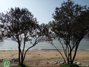 春節(jié)去廈門穿什么衣服？過年春節(jié)廈門穿什么？