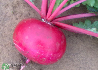  空心的蘿卜能吃嗎？蘿卜空心了還能吃嗎？