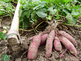 紅薯皮發(fā)黑能吃嗎？紅薯削皮后發(fā)黑能吃嗎？