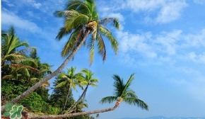 春節(jié)去三亞穿什么？過年春節(jié)去三亞穿什么衣服？