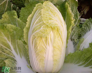 白菜葉子上的小黑點(diǎn)是什么？白菜葉子上有黑點(diǎn)能吃嗎？