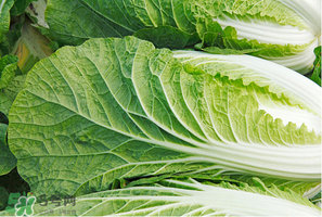 白菜葉子上的小黑點(diǎn)是什么？白菜葉子上有黑點(diǎn)能吃嗎？