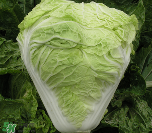 白菜葉子上的小黑點(diǎn)是什么？白菜葉子上有黑點(diǎn)能吃嗎？