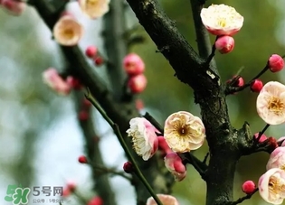 正月是臘月嗎？正月和臘月是幾月？