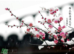 梅花可以放臥室嗎？梅花放在臥室風水好嗎？