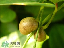 山藥豆要去皮嗎?山藥豆要?jiǎng)兤? 山藥豆要去皮嗎?山藥豆要?jiǎng)兤?