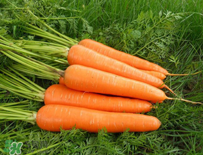 胡蘿卜每天吃多少合適？胡蘿卜一天吃多少合適？