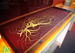 野山參是人參嗎?野山參是紅參還是白參 野山參是人參嗎?野山參是紅參還是白參