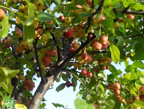 野蘋果可以泡酒嗎？野蘋果泡酒有什么功效？