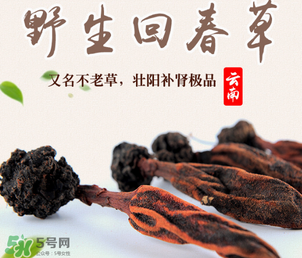 回春草多少錢一斤？回春草多少錢一克？