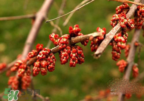 高血脂泡腳用什么藥好？高血脂用什么藥泡腳？