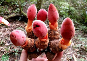 回春草多少錢一斤？回春草多少錢一克？