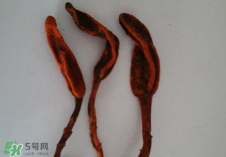 回春草有什么功效？回春草的功效與作用 