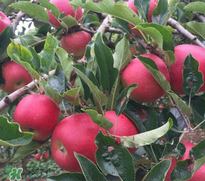 野蘋果可以泡酒嗎？野蘋果泡酒有什么功效？